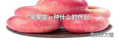 苹果是一种什么的什么