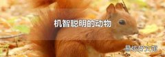 机智聪明的动物