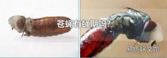 苍蝇有蛹期吗?