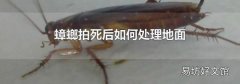 蟑螂拍死后如何处理地面