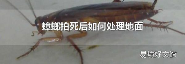 蟑螂拍死后如何处理地面