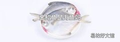 金鲳鱼是海鱼吗