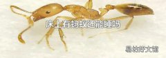 床上有蚂蚁还能睡吗