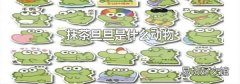 抹茶旦旦是什么动物