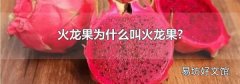 火龙果为什么叫火龙果?