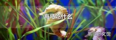 海马吃什么