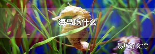 海马吃什么