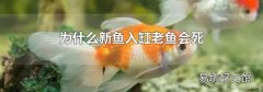 为什么新鱼入缸老鱼会死