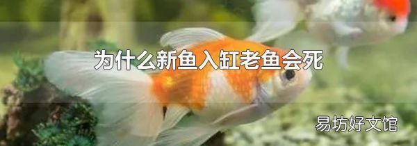 为什么新鱼入缸老鱼会死