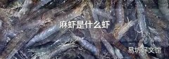 麻虾是什么虾