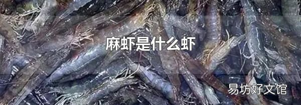 麻虾是什么虾