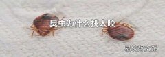 臭虫为什么挑人咬