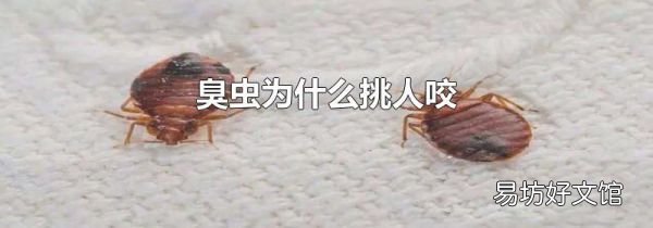 臭虫为什么挑人咬
