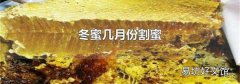 冬蜜几月份割蜜