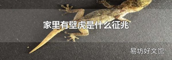 家里有壁虎是什么征兆