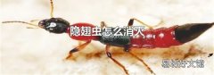 隐翅虫怎么消灭