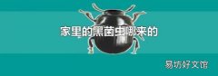 家里的黑菌虫哪来的