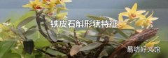 铁皮石斛形状特征