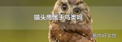 猫头鹰属于鸟类吗