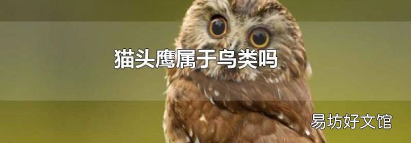 猫头鹰属于鸟类吗
