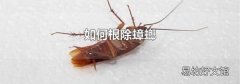 如何根除蟑螂