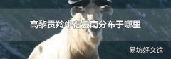 高黎貢羚牛在云南分布于哪里