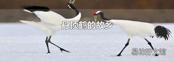 丹頂鶴的故鄉(xiāng)
