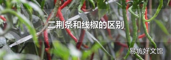 二荊條和線椒的區(qū)別