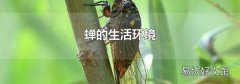 蝉的生活环境
