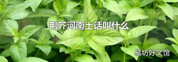荆芥河南土话叫什么