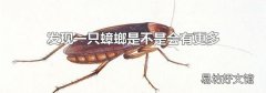 发现一只蟑螂是不是会有更多