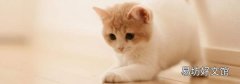 公交车能带猫吗