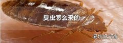 臭虫怎么来的