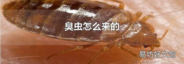 臭虫怎么来的