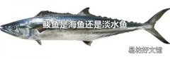 鲅鱼是海鱼还是淡水鱼
