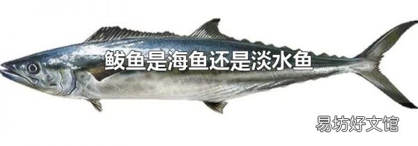 鲅鱼是海鱼还是淡水鱼