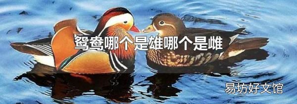 鸳鸯哪个是雄哪个是雌