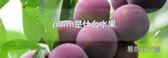 plum是什么水果