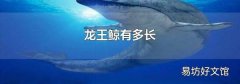 龙王鲸有多长