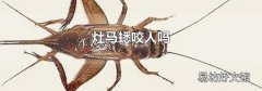 灶马蟋咬人吗