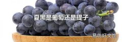 夏黑是葡萄还是提子