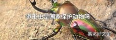 锹形虫是国家保护动物吗