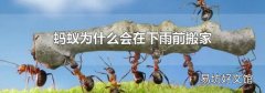 蚂蚁为什么会在下雨前搬家