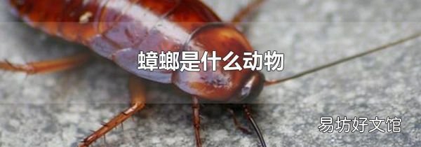 蟑螂是什么动物