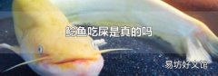 鲶鱼吃屎是真的吗
