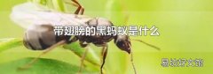 带翅膀的黑蚂蚁是什么
