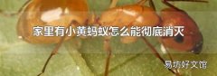 家里有小黄蚂蚁怎么能彻底消灭