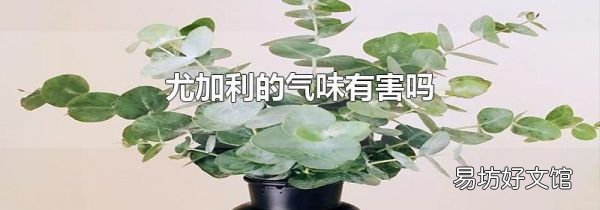 尤加利的气味有害吗