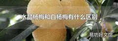 水晶杨梅和白杨梅有什么区别