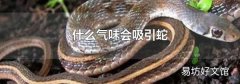 什么气味会吸引蛇
